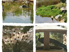 -泉州海丝野生动物世界