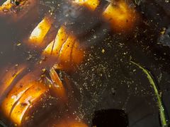 -金海椒罐罐鲢鱼(东方桂苑店)