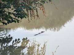 -中国扬子鳄村