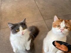 -飞行喵MR PILOT|猫舍·猫咖(静安大融城店)