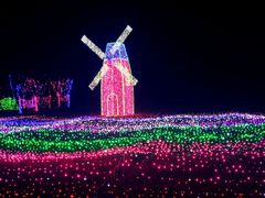 -杭州湾海上花田景区