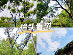 -深圳市中科院仙湖植物园