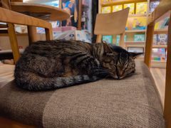 -猫的天空之城概念书店(杭州南宋御街店)