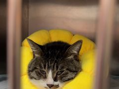 -瑞派福兴宠物医院犬猫全科·骨科·中西医结合(河东店)