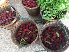 -西山樟坞健康果园枇杷杨梅采摘