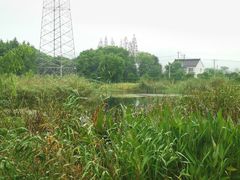 景点-长田漾湿地公园
