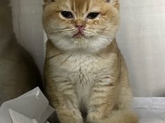-纳吉亚猫专科动物医院·北北分院