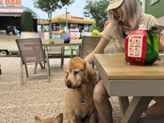 -爪吧宠物乐园 (温榆河示范区店)