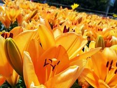 -长春公园(普阳街道)