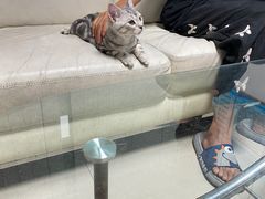 -lincat·猫舍(广州店)