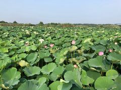-荷塘月色湿地公园·向阳花洲