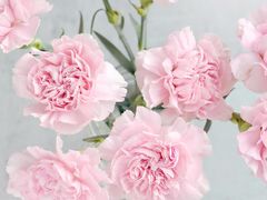 -优雅口腔数字化正畸·种植中心(珠江新城旗舰店)
