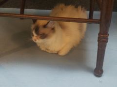 -猫色咖啡·猫咖