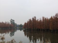 -白鹭湾湿地公园