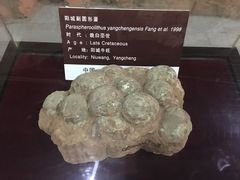 -中国西峡恐龙遗迹园