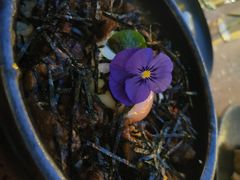 伊势烧肉丼饭-La Terre乐田(万象城店)