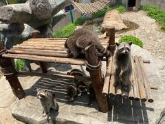 -灵玲国际马戏城