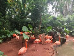 -海南热带野生动植物园