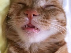 -瑞派长江宠物医院·猫科·外科·24小时夜护(谊城公寓分院)