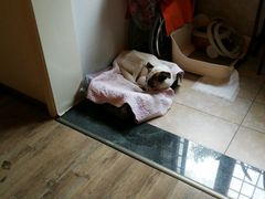 -米苏动物医院·犬猫专科·骨科外科内窥镜