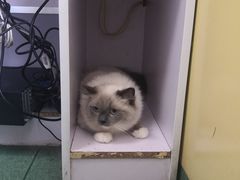 -东方动物医院·宠保定点·骨科·转诊中心(春城路·昆明站分院)