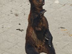 -大连森林动物园