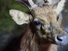 -清迈夜间动物园