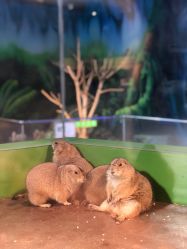 -未来动物城动物主题公园(大悦城店)