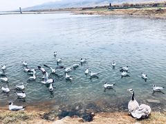 -青海湖国家重点风景名胜区