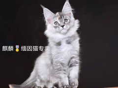 -十年猫舍·猫咪专门店(普陀店)