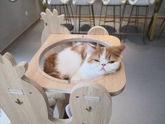 -飞行喵MR PILOT|猫舍·猫咖(静安大融城店)