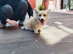 -顺强宠物诊所·狂犬免疫·夜诊·骨科(嘉定店)