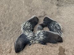 -鄂尔多斯野生动物园