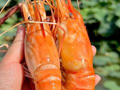 -蟹天蟹地农家菜·阳澄湖大闸蟹(浅水湾店)
