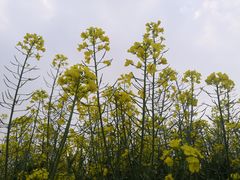 -稻香村鱼庄