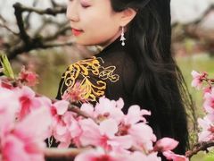 -樂桃源奉贤黄桃种植采摘基地