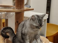 -有喵·猫咖·狗咖·40+猫狗有小奶狗(岗厦店)