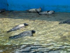 -秦皇岛乐岛海洋王国