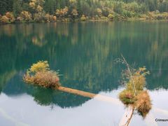 -九寨沟-树正沟