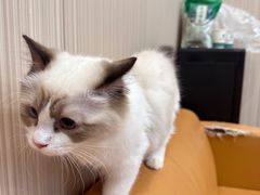 -瑞派宠物医院(搏威敦和院)