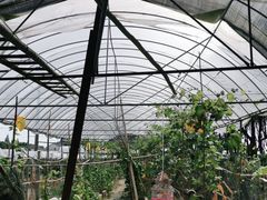 -马陆小张葡萄园农家乐