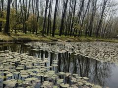 -合肥滨湖国家森林公园