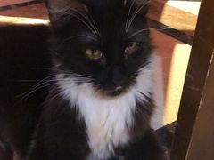 -猫色咖啡·猫咖