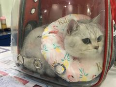 -伟伟宠物医院·CT影像中心·瑞派犬猫综合性门诊(汉口总院)
