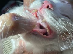 -纳吉亚猫专科动物医院博雅分院