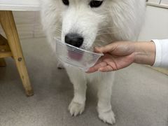 -凯瑞希宠物医院·狂犬免疫·微创·皮肤科