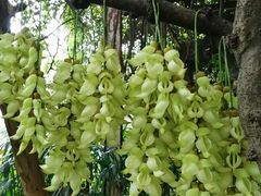 -中国科学院华南植物园