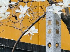 -龙华素斋(龙华路店)