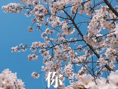 -高东镇樱花园