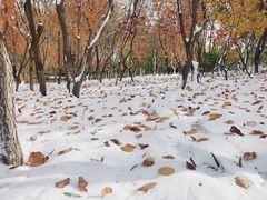 -大兴滨河森林公园